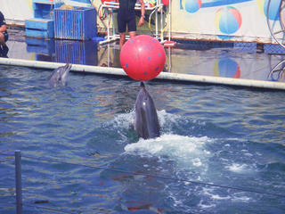 Дельфинарий в Утрише
